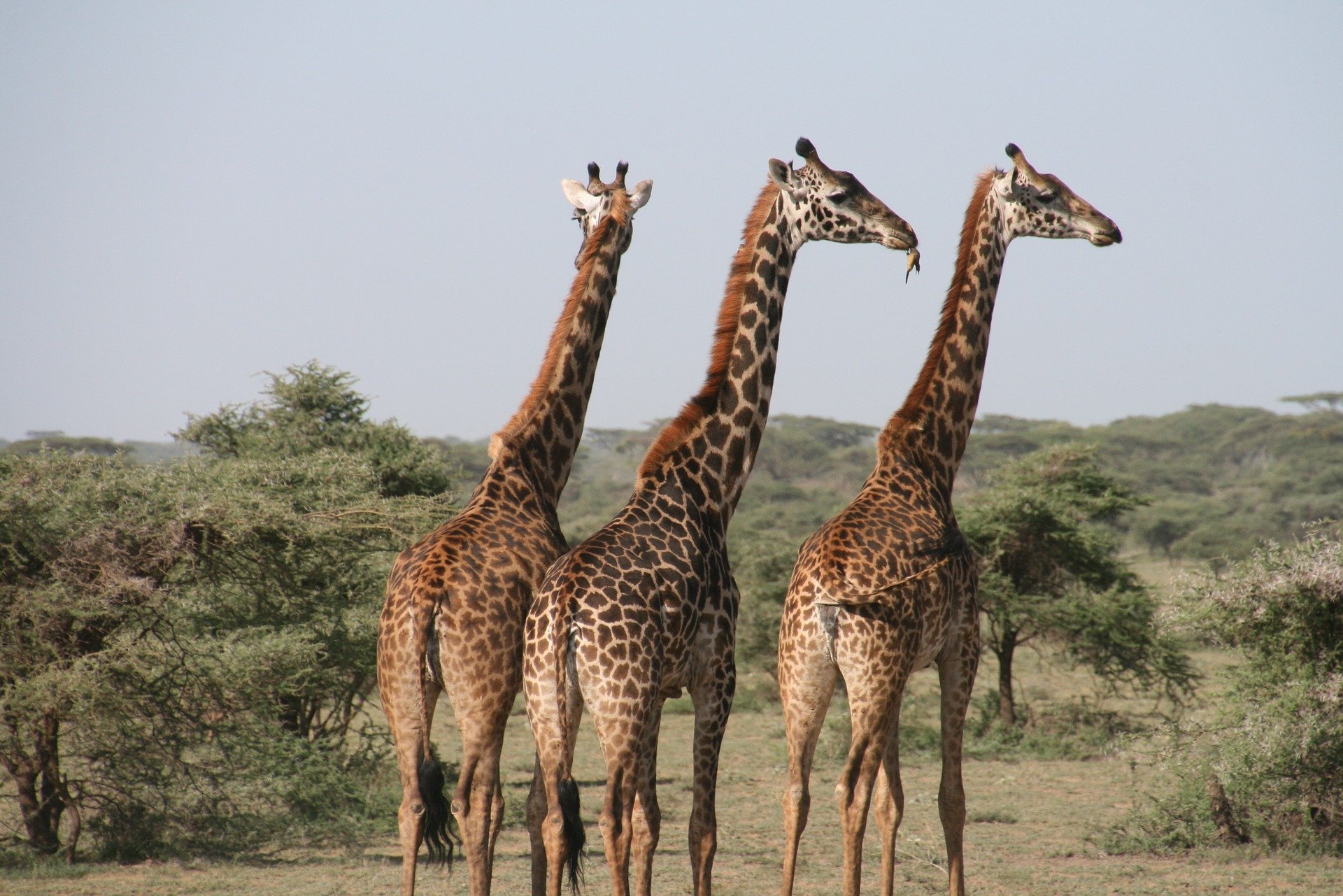 Сафари в Танзании